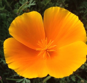 Kalifornischer Mohn