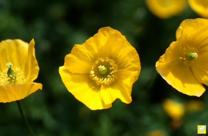 Kalifornischer Mohn Blütenessenz