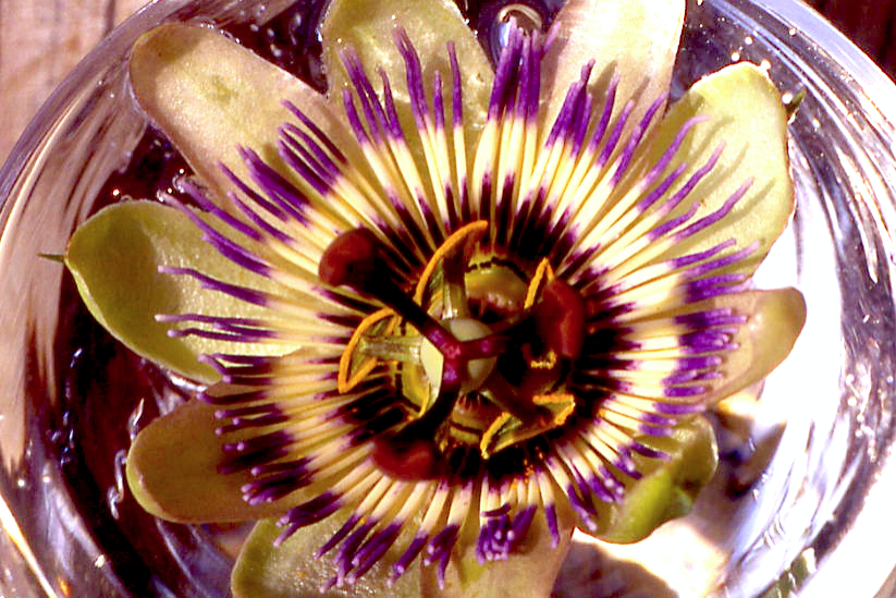 Essence florale de passiflore