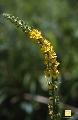 Bachblüte Nr. 01 Agrimony