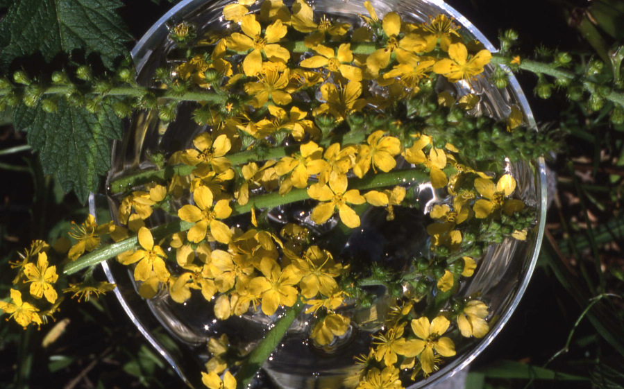 Fleurs de Bach Nr 01 Agrimony
