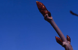 Fleurs de Bach Nr 07 Chestnut Bud
