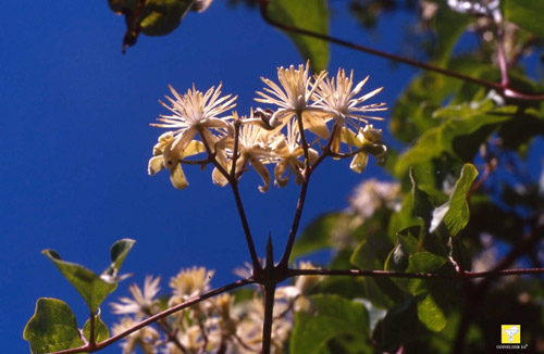 clématite des haies Fleurs de Bach Nr 09
