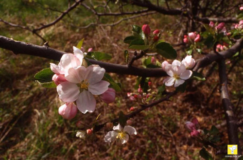 Bachblüte Nr. 10 Crab Apple 