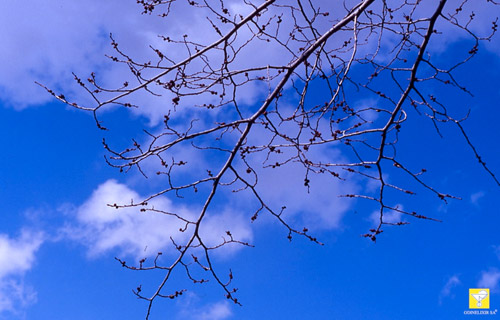 Bachblüte Nr. 11 Elm