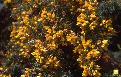 Fleurs de Bach suisses ODINELIXIR Nr 13 Gorse