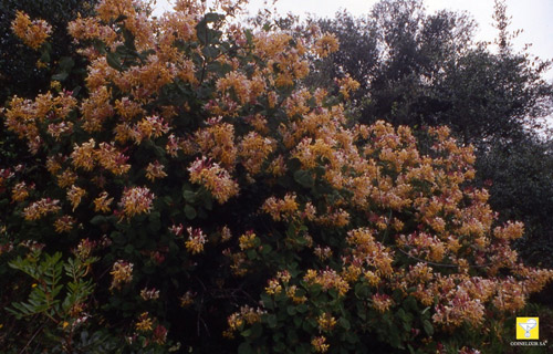 Fleurs de Bach suisses ODINELIXIR Nr 16 Honeysuckle