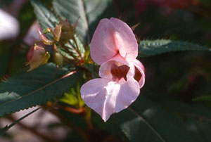 Bachblüte Nr. 18 Impatiens