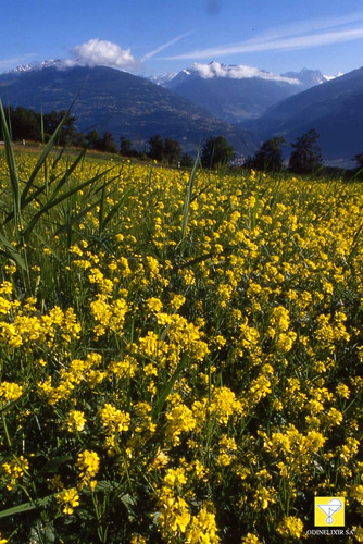 Bachblüte Nr. 21 Mustard