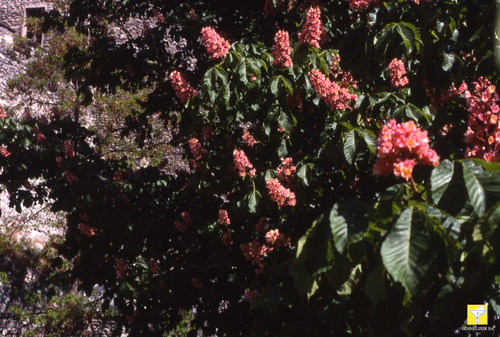 Fleurs de Bach Nr 25 Red Chestnut 