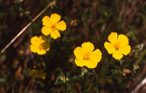 Fleurs-de-Bach Nr.26 Rock Rose