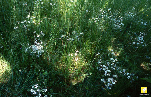 étoile de Bethléem Fleurs de Bach Nr 29