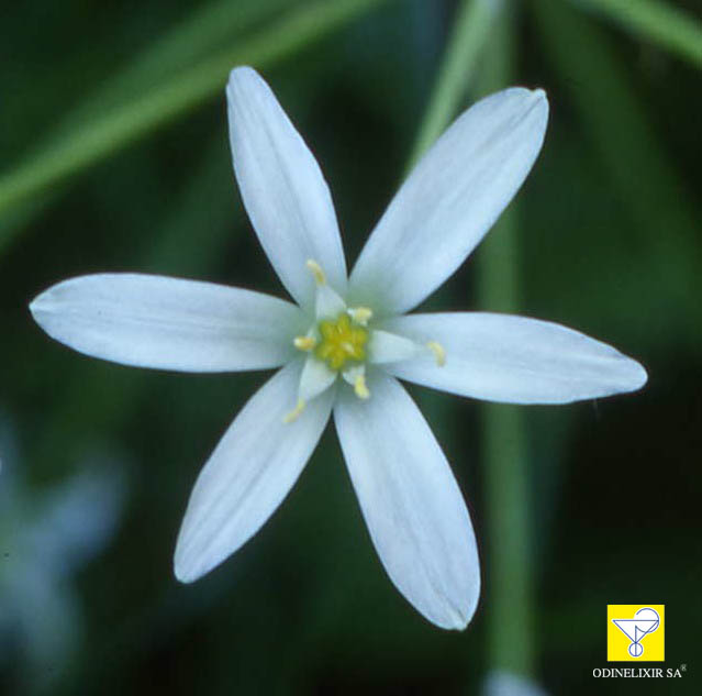 Fleurs de Bach suisses Nr 29 Star of Bethlehem