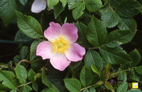 Bachblüte Nr. 37 Wild Rose