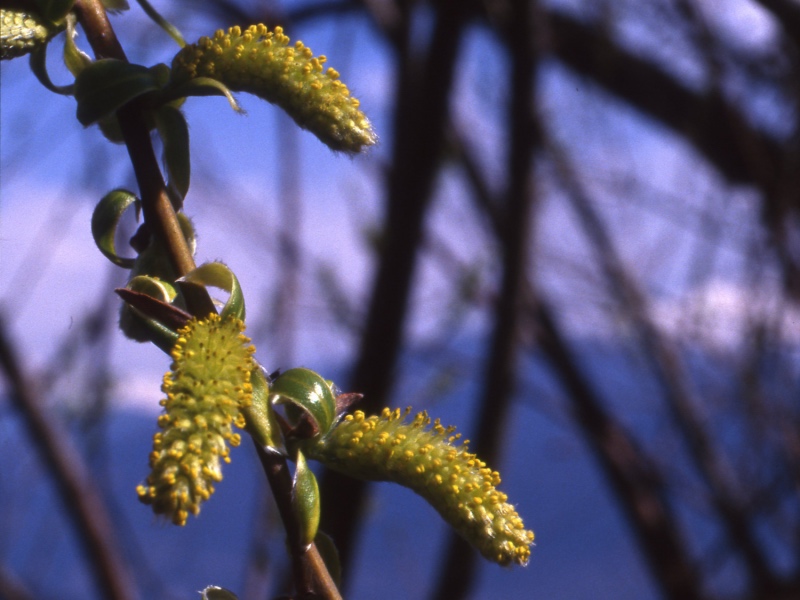 Bachblüte Nr. 38 WILLOW